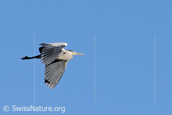 Foto: Graureiher (Ardea cinerea) im Vorbeiflug.
Lat.: Ardea cinerea
Familie: Ardeidae (Reiher)