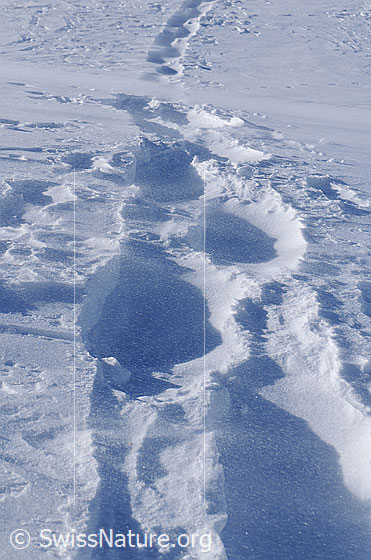 Foto: Schneeverfrachtung über Schneeschuhspur. Ein Teil der Spur wurde bereits zugeweht.