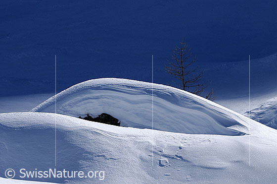 Foto: Schneeverwehung über einem Felsblock und junge Lärche in Winterlandschaft mit Licht und Schatten.