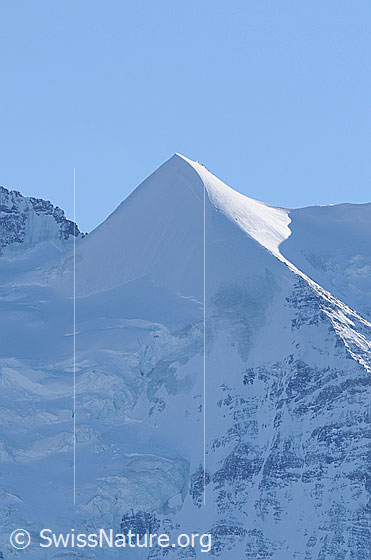 Foto: Silberhorn von N. 
Unten links Teile des Giesengletschers.