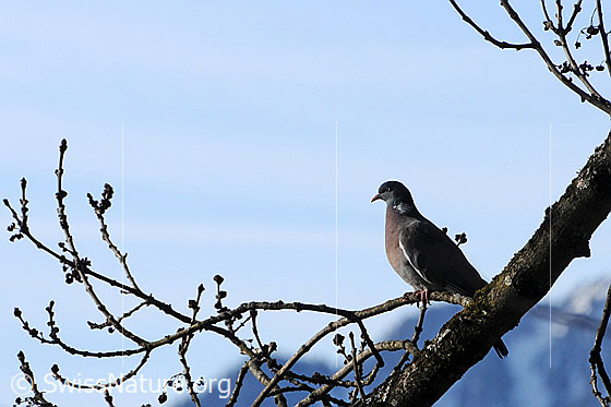 Foto: Ringeltaube (Columba palumbus) auf Ast sitzend.
Lat.: Columba palumbus
Familie: Columbidae (Tauben)