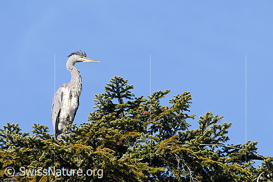Foto: Fischreiher (Ardea cinerea) auf Tanne sitzend. Ansicht von der Seite.
Graureiher
Umgebung: Waldgebiet in einer Höhe von ca. 780m ü.M.
Lat.: Ardea cinerea
Familie: Ardeidae (Reiher)