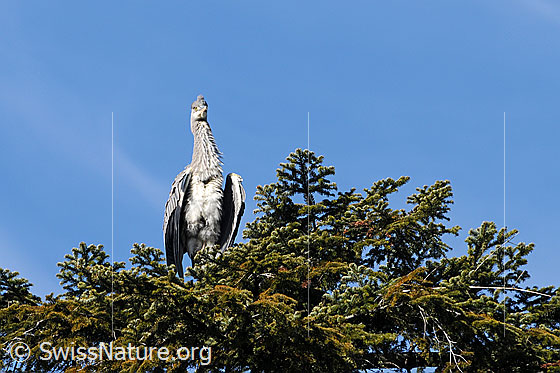Foto: Graureiher (Ardea cinerea) auf Baumkrone sitzend. Ansicht von vorne, die Flügel leicht angehoben. Der Fischreiher ist mit der Reinigung seines Gefieders beschäftigt.
Umgebung: Waldgebiet in einer Höhe von ca. 780m ü.M.
Lat.: Ardea cinerea
Familie: Ardeidae (Reiher)