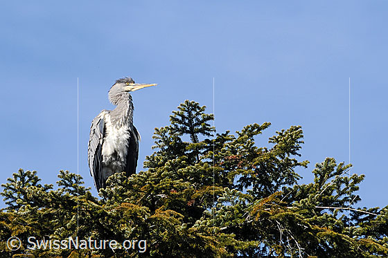 Foto: Graureiher (Ardea cinerea) auf Baumwipfel sitzend.
Umgebung: Waldgebiet in einer Höhe von ca. 780m ü.M.
Lat.: Ardea cinerea
Familie: Ardeidae (Reiher)