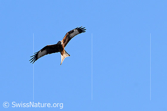 Foto: Milan auf Nahrungssuche mit weit ausgebreiteten Flügeln am Himmel kreisend.
Rotmilan
Lat.: Milvus milvus
Familie: Greifvögel
