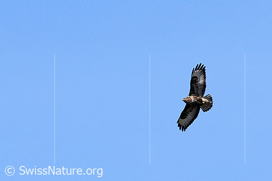Foto: Raubvogel im Flug
Mäusebussard
Lat.: Buteo buteo
Familie: Greifvögel