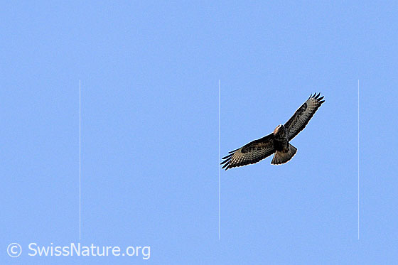 Foto: Mäusebussard im Flug
Lat.: Buteo buteo
Familie: Greifvögel
