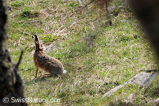Foto: Feldhase im Gras sitzend.
Lat.: Lepus europaeus
Familie: Leporidae (Hasen)