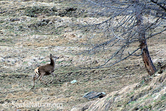 Foto: Rothirsch
Lat.: Cervus elaphus