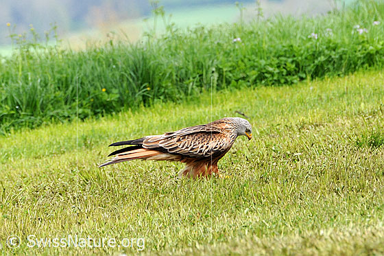 Foto: Raubvogel auf Nahrungssuche auf einer Wiese.
Rotmilan, Ansicht von der Seite
Lat.: Milvus milvus
Familie: Greifvögel