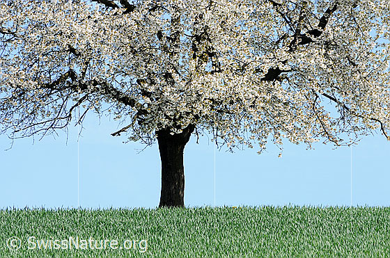 Foto: Blühender Baum (Kirschbaum).