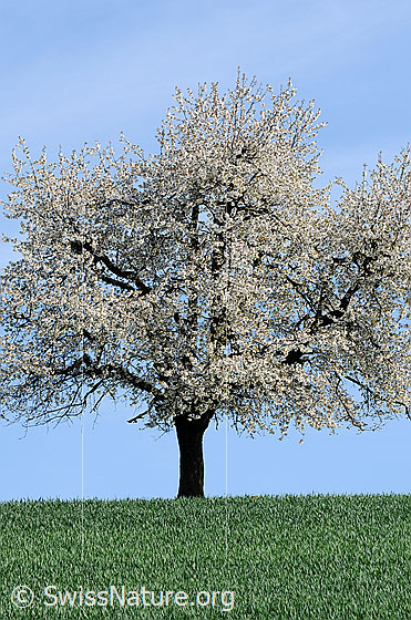Foto: Blühender Baum (Kirschbaum) auf grüner Wiese.