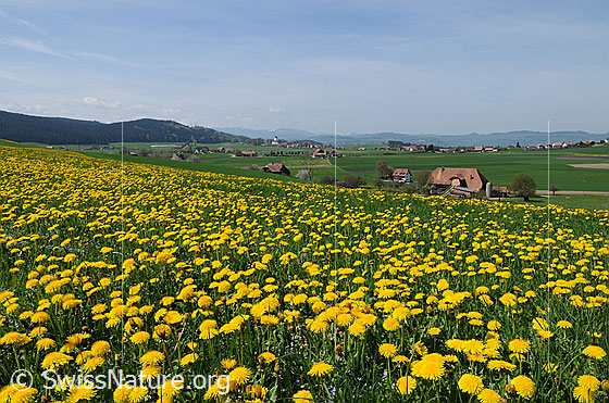 Foto: Frühlingslandschaft mit Löwenzahn. Blick über eine blühende Löwenzahnwiese auf eine grüne Landschaft mit Bauernhöfen, Weilern und Dörfern (Streusiedlung).
Blühender Löwenzahn, gebräuchlicher Löwenzahn
Lat.: Taraxacum officinale