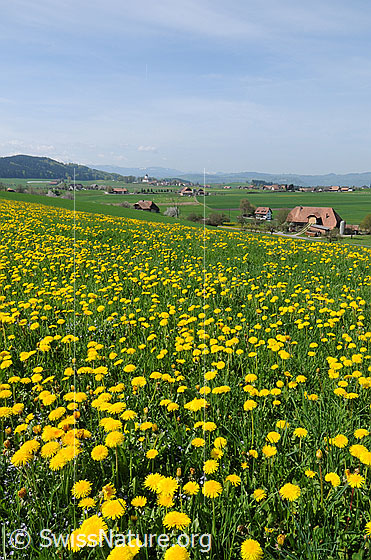 Foto: Blühende Frühlingslandschaft. Blick über eine Löwenzahnwiese auf Bauernhöfe, welche als Streusiedlung in der grünen Landschaft zu sehen sind.
Blühender Löwenzahn, gebräuchlicher Löwenzahn
Lat.: Taraxacum officinale