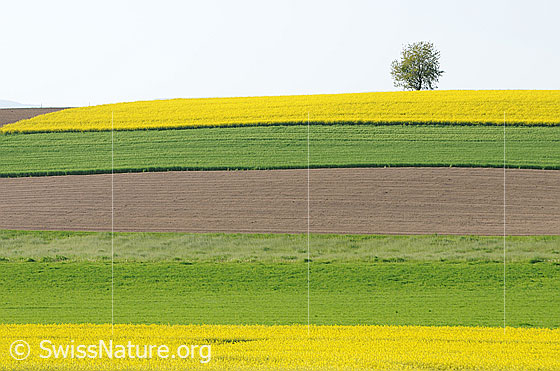 Foto: Äcker und Felder. Äcker, Felder und leuchtend gelbe Rapsfelder an Hanglage mit Baum im Horizont.