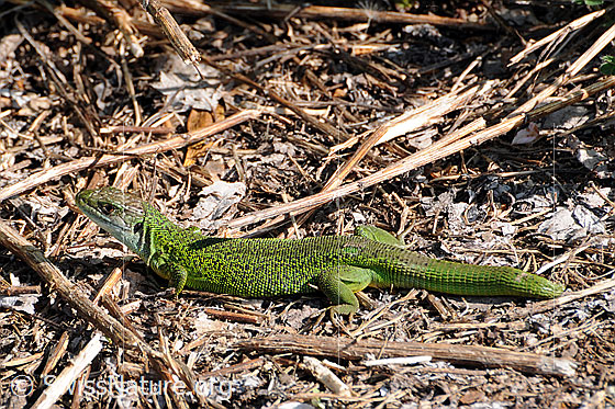 Foto: Smaragdeidechse (Lacerta bilineata) auf Nahrungssuche.
Lat.: Lacerta bilineata
Familie: Lacertidae (Echte Eidechsen)
Unterfamilie: Lacertinae
Gattung: Lacerta