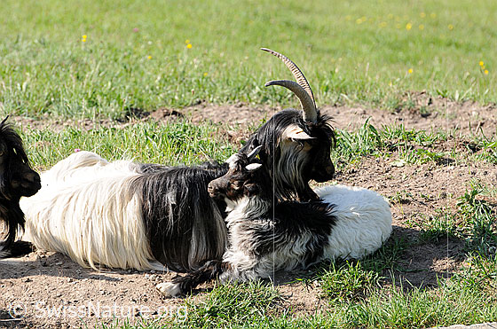 Foto: Ziegen. Walliser Schwarzhalsziegen. Mutter und Jungtier liegen aneinandergeschmiegt an einem sonnigen Platz.