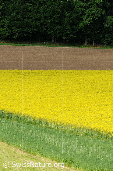 Foto: Blühendes Rapsfeld und frisch bestellter Acker am Waldrand.