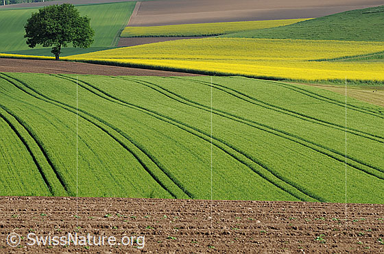 Foto: Kulturland mit Baum am Feldrand, blühenden Rapsfeldern, Äckern und Grünflächen. Das Getreidefeld wurde auf leichten Bodenwellen angebaut. Im Feld sind Spuren einer Maschine zu sehen.