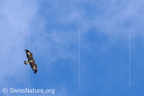 Foto: Fliegender Steinadler.
Lat.: Aquila chrysaetos
Familie: Greifvögel