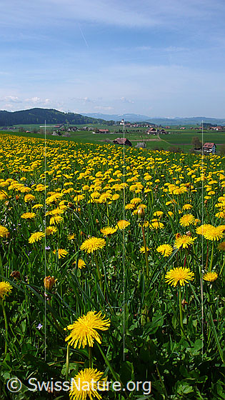 Foto: Blühender Löwenzahn (Löwenzahnwiese).
Gebräuchlicher Löwenzahn
Lat.: Taraxacum officinale
Familie: Asteraceae