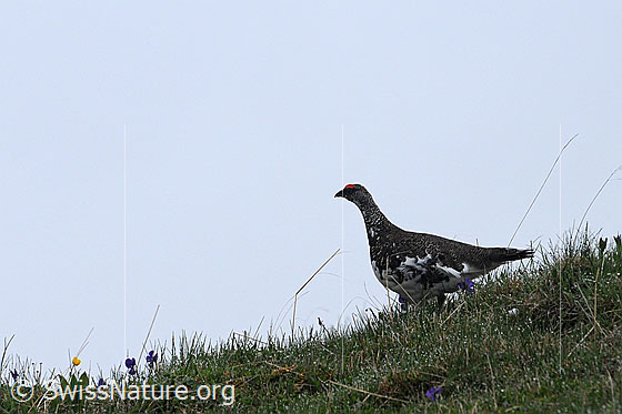 Foto: Alpenschneehuhn auf einer Bergwiese
Lat.: Lagopus mutus
Familie: Hühnervögel