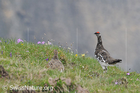 Foto: Alpenschneehühner auf einer Bergwiese. Das Weibchen ist perfekt getarnt und in der kleinen Mulde kaum erkennbar.