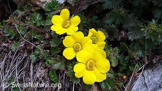 Foto: Kriechende Berg-Nelkenwurz
Lat.: Geum reptans
Familie: Rosaceae