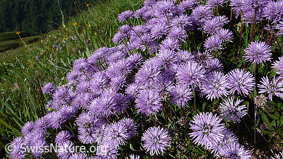Foto: Schaft-Kugelblumen
Lat.: Globularia nudicaulis
Familie: Plantaginaceae (Wegerichgewächse)
Gattung: Globularia (Kugelblumen)