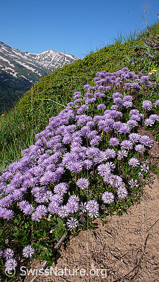 Foto: Schaft-Kugelblumen an einem Berghang.
Lat.: Globularia nudicaulis
Familie: Plantaginaceae (Wegerichgewächse)
Gattung: Globularia (Kugelblumen)