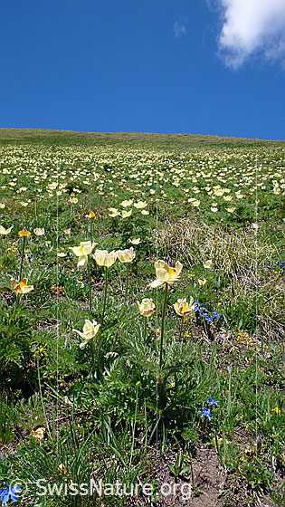 Foto: Bergwiese mit zahlreichen Schwefelanemonen.
Lat.: Pulsatilla alpina ssp. apiifolia 
Familie: Ranunculaceae