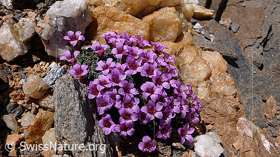 Foto: Gegenblättriger Steinbrech, Blumenpolster
Lat.: Saxifraga oppositifolia 
Familie: Saxifragaceae (Steinbrechgewächse)