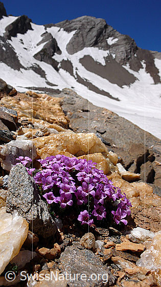 Foto: Gegenblättriger Steinbrech. Blumenpolster an Quarzband mit Berggipfel im Hintergrund. Überlebenskünstler in karger Umgebung.
Lat.: Saxifraga oppositifolia 
Familie: Saxifragaceae (Steinbrechgewächse)