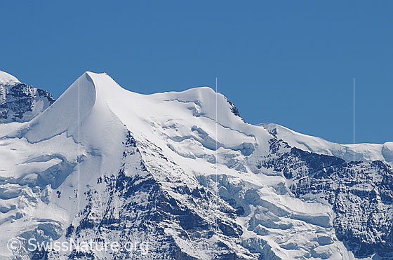 Foto: Silberhorn und Goldenhorn.
Gletscher: Giesengletscher (links) unb Silberhorngletscher (rechts).