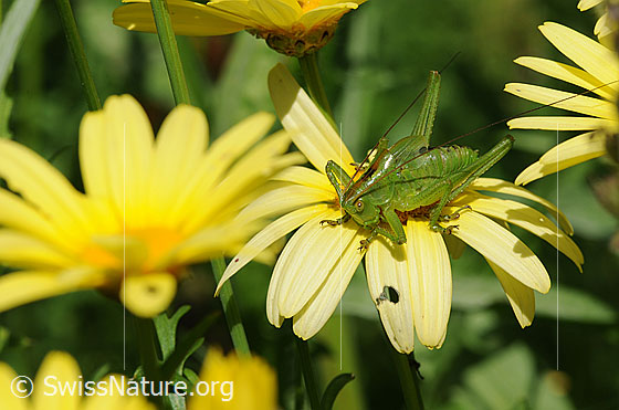 Foto: Grünes Heupferd (Tettigonia viridissima) auf gelber Blüte sitzend (Jungtier).