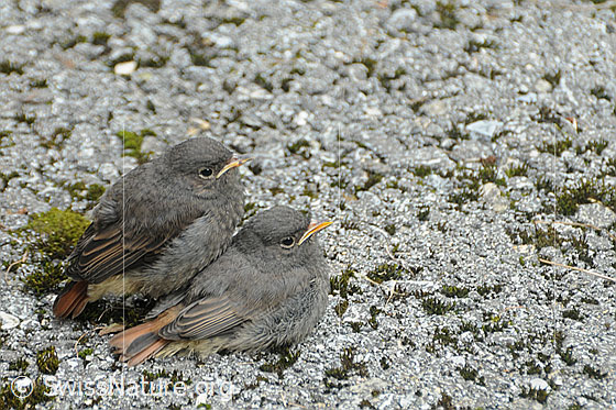 Foto: Jungvögel kurz nach dem Verlassen des Nestes.
Hausrotschwanz
Lat.: Phoenicurus ochruros
Familie: Singvögel