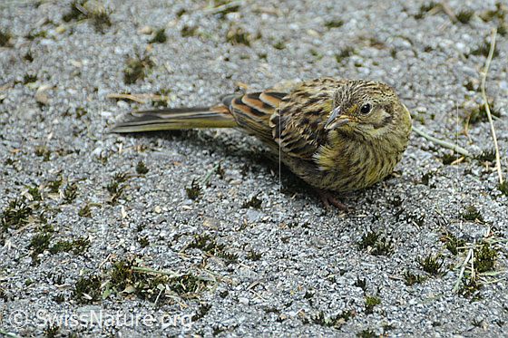Foto: Goldammer (Emberiza citrinella). Jungvogel.
Lat.: Emberiza citrinella
Familie: Emberizidae
Gattung: Emberiza (Ammern)