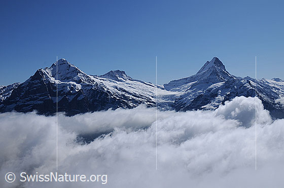 Foto: Wolkenstimmung mit Scheideggwetterhorn, Wetterhorn, Bärglistock, Lauteraarsattel, Lauteraarhorn und Schreckhorn.
Gletscher: Gutzgletscher, Oberer Grindelwaldgletscher und Wächselgletscher.