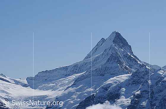 Foto: Lauteraarhorn und Schreckhorn.
Links der Lauteraarsattel. Nach rechts führt die Rampe zum Nässihorn / Nässjoch hoch. Über diese Rampe führt der Zustieg von der Glecksteinhütte zum Andersongrat am Schreckhorn hoch. Unterhalb des Lauteraarsattels ist der oberste Teil des Obere Grindelwaldgletschers zu sehen.
