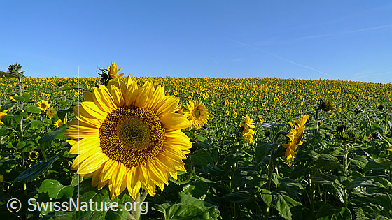 Foto: Sonnenblumenfeld mit Blüte einer Sonnenblume im Vordergrund.
Einjährige Sonnenblumen
Lat.: Helianthus annuus
Familie: Asteraceae
