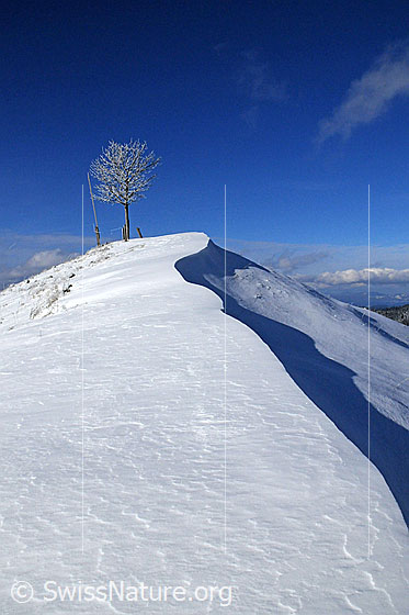 Foto: Baum auf einem Hügel mit Schneeverwehung. Durch die Schneeverfrachtung ist eine scharfe Kante mit Schattenwurf entstanden.