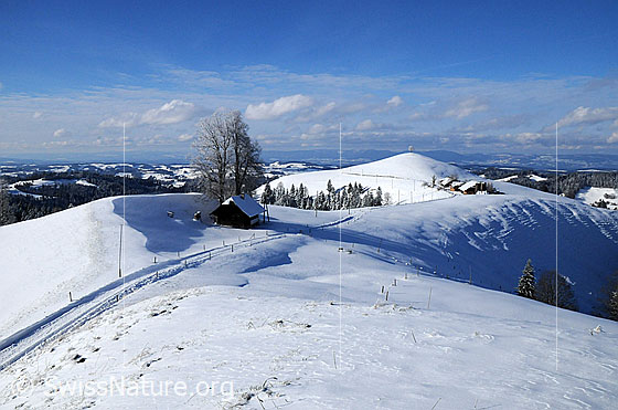 Foto: Winter in der Emmentaler Hügellandschaft. Eine schneebedeckte Fahrstrasse führt an einem Haus vorbei auf einen Bauernhof und einen Hügel mit Baum zu. Die Wälder sind frisch verschneit. Über der Jurakette sind Wolken zu sehen.