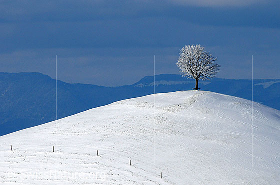 Foto: Hügel mit Schnee und Baum.
Junge, frisch verschneite Linde auf einem Hügel.  Am Fusse des Hügels verläuft ein Weidezaun. Im Hintergrund ist die Jurakette erkennbar.