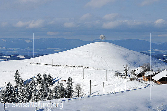Foto: Hügel und Schnee im Emmental.
Winterlandschaft auf einer Alp im Emmental. Ein schneebedeckter Fahrweg führt an einem Alpbetrieb und einem Hügel mit Baum vorbei. Der Wald ist frisch verschneit. Im Hintergrund ist die Jurakette erkennbar.