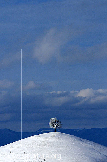 Foto: Winterbild: Linde auf Hügel.
Junge, frisch verschneite Linde auf einem Hügel und Wolken über dem Jura. Am Fusse des Hügels verläuft ein Weidezaun.