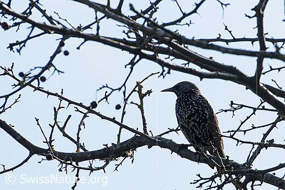 Foto: Star im Geäst sitzend
Lat.: Sturnus vulgaris
Familie: Singvögel