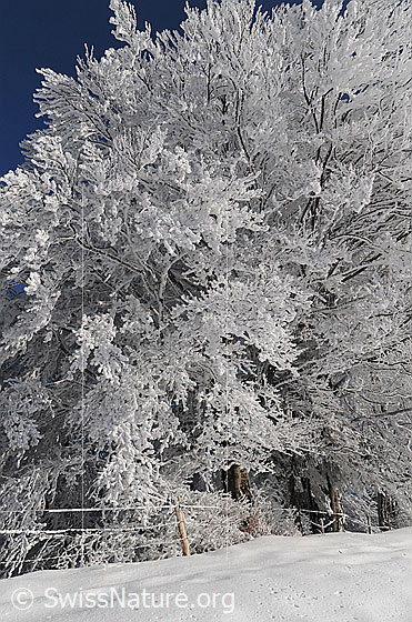 Foto: Frost. 
Winterlandschaft mit Raureif. An den Bäumen des Waldrands hat sich starker Raureif gebildet.