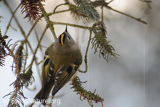 Foto: Wintergoldhähnchen (auch Gelbköpfiges Goldhähnchen) auf Fichtenzweig sitzend.