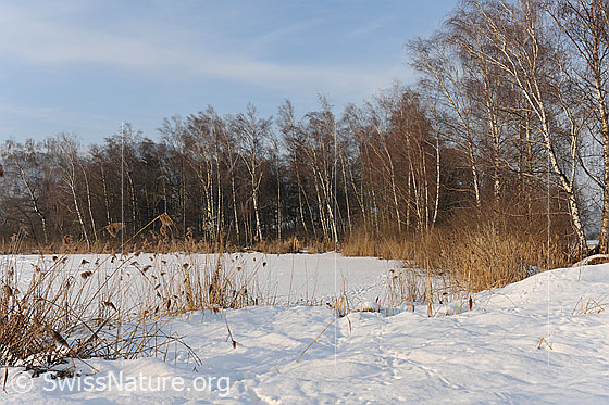 Foto: Gerzensee im Winter.
Auenwald und Schilf am Ufer des Gerzensee. Der See ist gefroren und schneebedeckt.