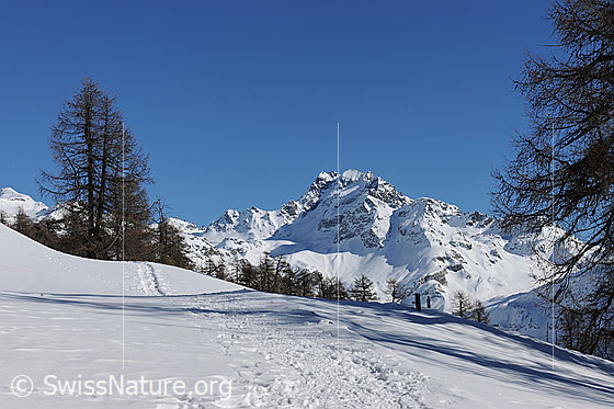 Foto: Schneeschuhpfad in Berglandschaft mit geschlossener Schneedecke, Lärchen und Ausblick zum Ofenhorn.